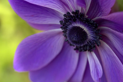 Close-up of purple flower