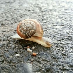 snail