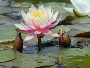 Close-up of lotus water lily in lake