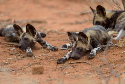 Dogs relaxing on field