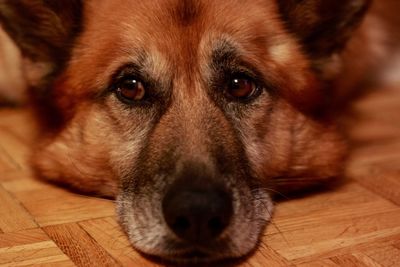 Close-up portrait of dog