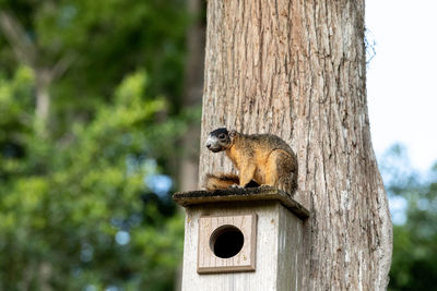 Red fox squirrel sciurus niger sitting on a birdhouse in naples, florida.