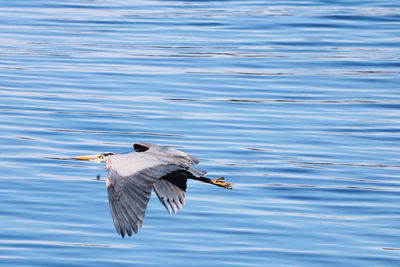 Bird flying over lake