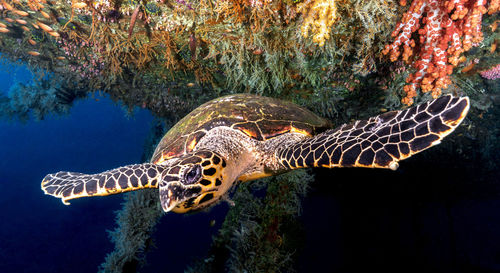 Turtle swimming in sea