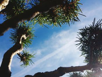 Low angle view of palm tree against cloudy sky