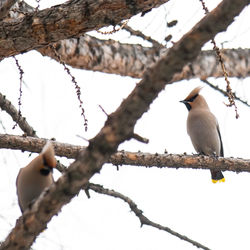 Low angle view of bird perching on branch