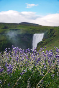 Lupines by the waterfall
