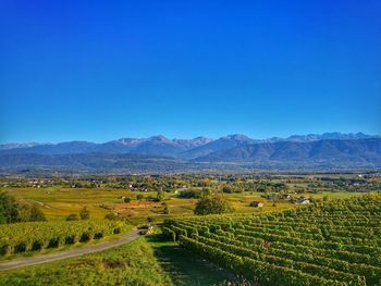 Scenic view of vineyard against clear blue sky