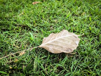 Close-up of leaf on grass