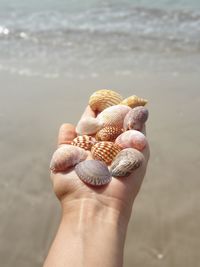 Midsection of woman holding seashell at beach