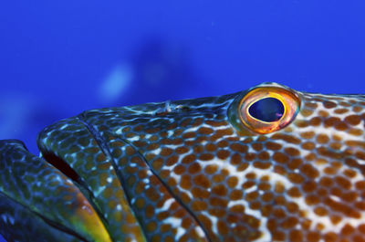 Eye of the grouper