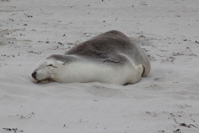 Close-up of sea sleeping on sand at beach