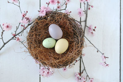 High angle view of eggs in nest