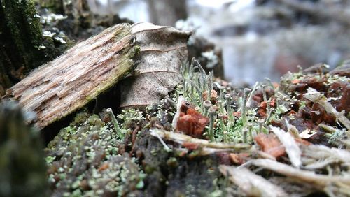 Close-up of lizard on rock