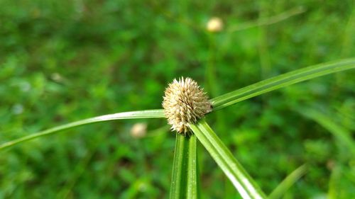 Close-up of dandelion on grass