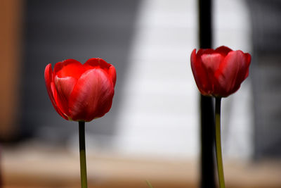 Close-up of red rose