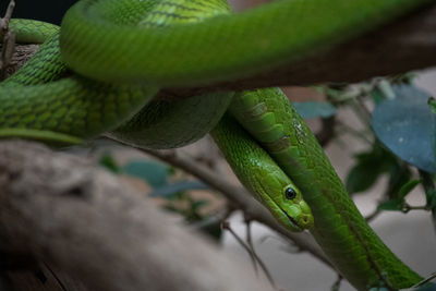 Close-up of a coiled up snake