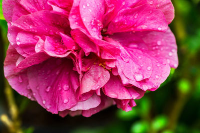 Close-up of wet pink flower