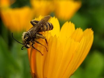 Close-up of insect on yellow flower