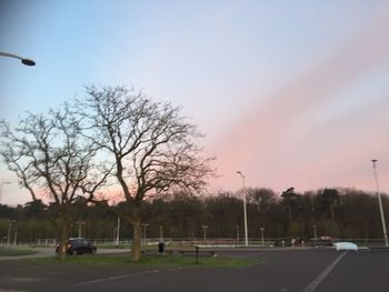 Bare trees on landscape