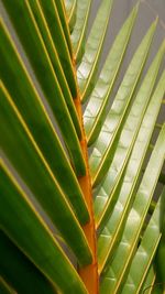 Close-up of palm leaves