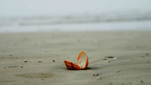 Close-up of empty shell on the beach