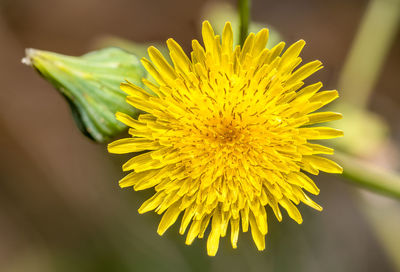 Close-up of yellow flowering plant