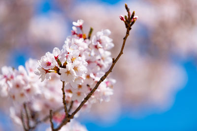 Close-up of pink cherry blossom