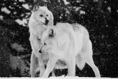 Two wolves playing in winter