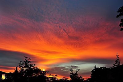 Silhouette of trees at sunset