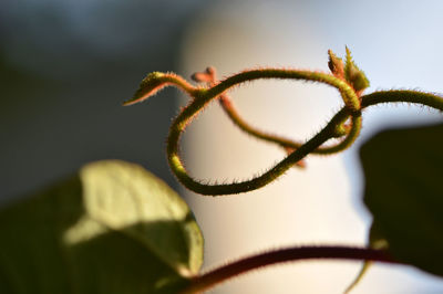 Close-up of fresh green plant