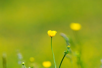 Close-up of yellow flowering plant on field