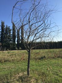 Bare tree on field against sky
