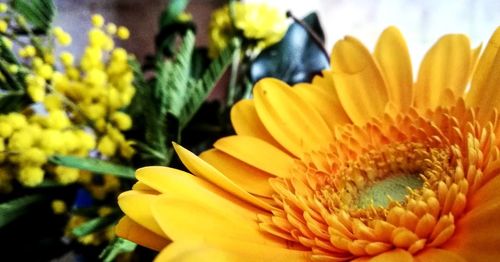 Close-up of yellow flower