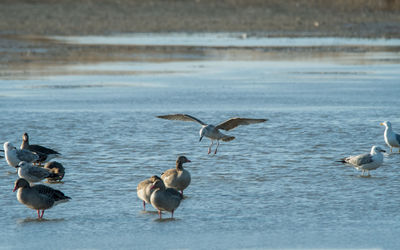 Birds in lake