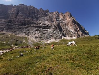 Flock of sheep grazing in a field