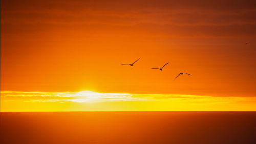 Silhouette birds flying against orange sky