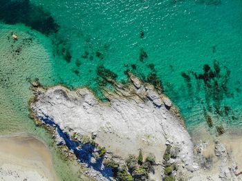 High angle view of coral in sea