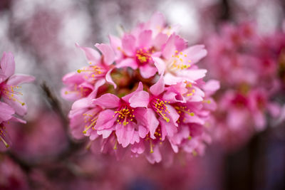 Close-up of pink flowers