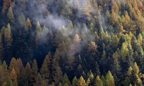 Orange and yellow autumn larch trees in forest with fog above. autumn or fall forest background.