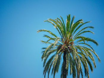 Low angle view of palm tree against clear blue sky