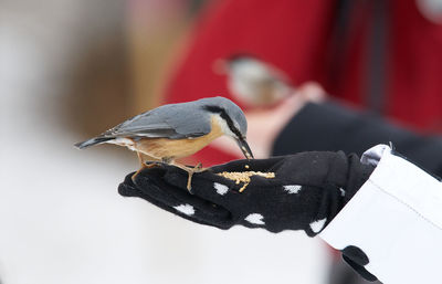 Close-up of bird perching on feeder