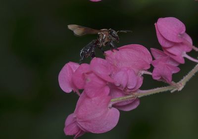 Close-up of insect pollinating on flower