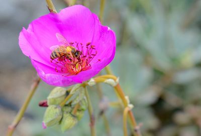 Close-up of bee on pink flower