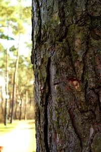 Close-up of tree trunk