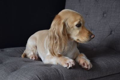 Close-up of dog sitting on sofa against black background