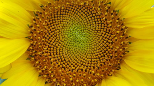 Close-up of fresh sunflower blooming outdoors