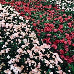 High angle view of flowering plants