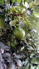 Close-up of fruits on tree