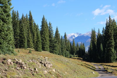 Panoramic view of trees on landscape against sky